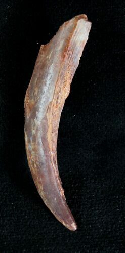 Large Pterosaur Tooth - Kem Kem Beds #20083